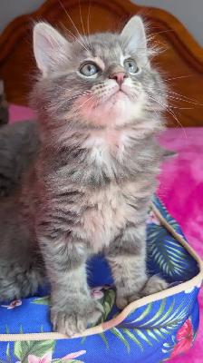 MAGNIFIQUES CHATONS HIGHLAND LYNX CROISÉS ANGORA PRÊT MAINTENANT - Photo 6