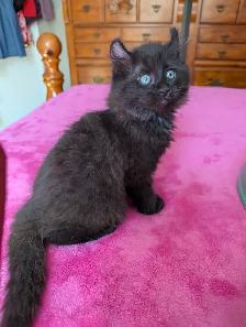 MAGNIFIQUES CHATONS HIGHLAND LYNX CROISÉS ANGORA PRÊT MAINTENANT - Photo 7