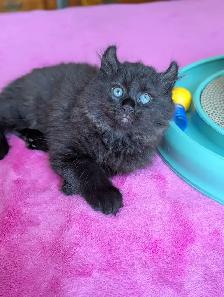 MAGNIFIQUES CHATONS HIGHLAND LYNX CROISÉS ANGORA PRÊT MAINTENANT - Photo 8