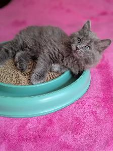 MAGNIFIQUES CHATONS HIGHLAND LYNX CROISÉS ANGORA PRÊT MAINTENANT - Photo 9