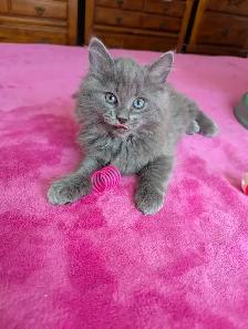MAGNIFIQUES CHATONS HIGHLAND LYNX CROISÉS ANGORA PRÊT MAINTENANT - Photo 10