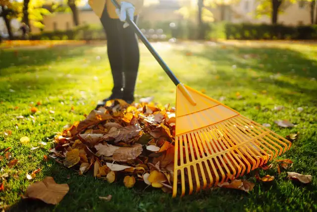 leaf removal / leaf remove