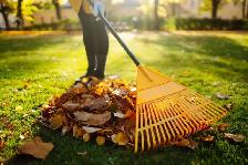 leaf removal / leaf remove