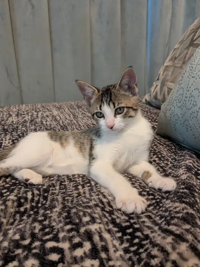 EXCLUSIVE kitten boy FULL package