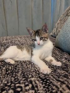 EXCLUSIVE kitten boy FULL package
