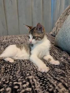 EXCLUSIVE kitten boy FULL package - Photo 2
