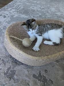 EXCLUSIVE kitten boy FULL package - Photo 3