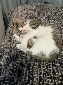EXCLUSIVE kitten boy FULL package - Photo 4