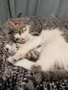 EXCLUSIVE kitten boy FULL package - Photo 5