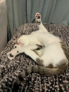 EXCLUSIVE kitten boy FULL package - Photo 6