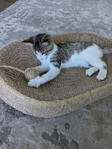 EXCLUSIVE kitten boy FULL package - Photo 8