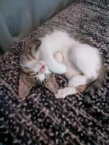 EXCLUSIVE kitten boy FULL package - Photo 9