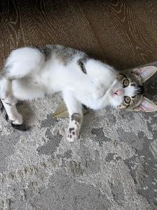 EXCLUSIVE kitten boy FULL package - Photo 10