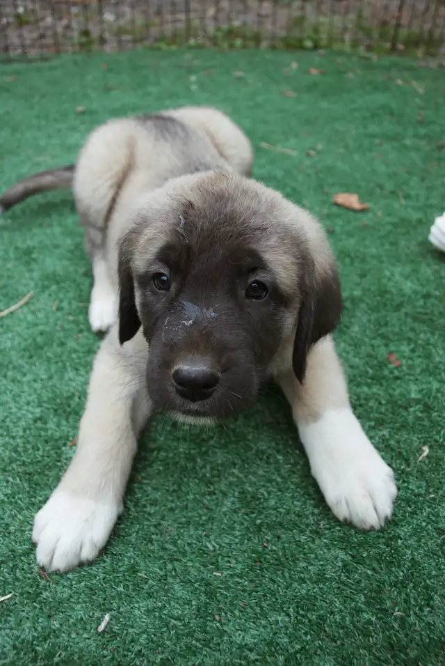 Purebred Kangal Shepherds