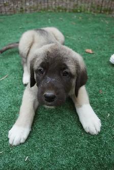 Purebred Kangal Shepherds