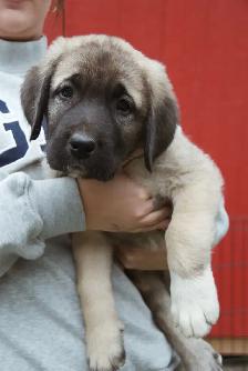Purebred Kangal Shepherds - Photo 2