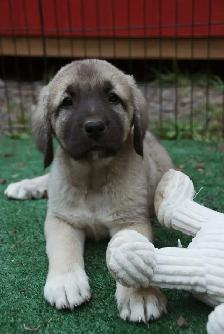 Purebred Kangal Shepherds - Photo 3