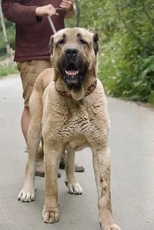 Purebred Kangal Shepherds - Photo 4