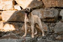 Purebred Kangal Shepherds - Photo 5