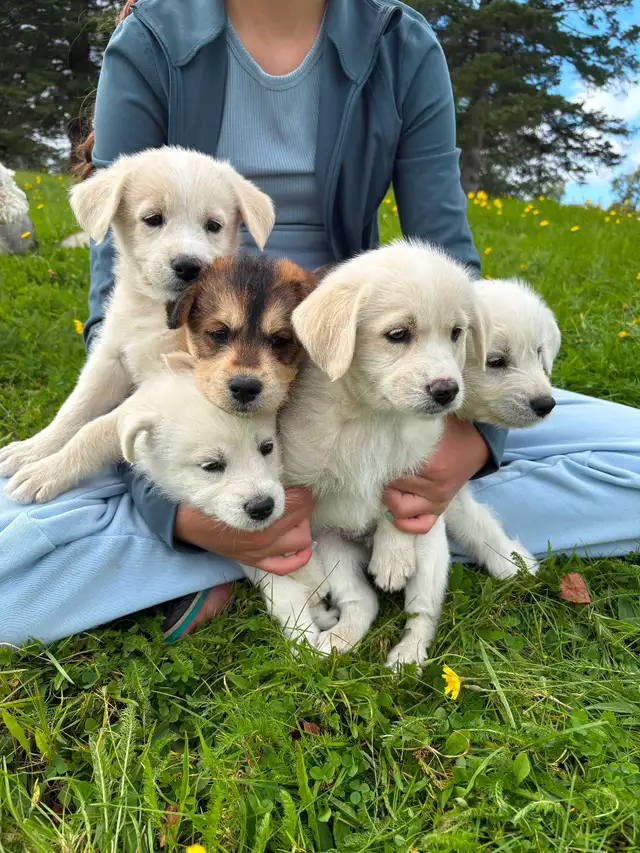 Huskadoodle puppies $1000