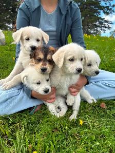 Huskadoodle puppies $1000
