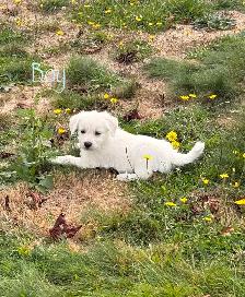 Huskadoodle puppies $1000 - Photo 2