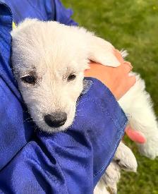 Huskadoodle puppies $1000 - Photo 3