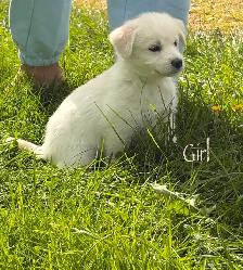 Huskadoodle puppies $1000 - Photo 4