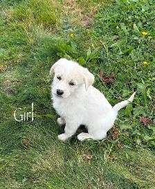 Huskadoodle puppies $1000 - Photo 5