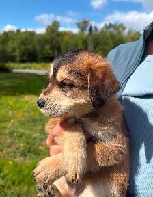 Huskadoodle puppies $1000 - Photo 7