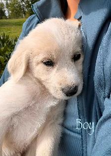 Huskadoodle puppies $1000 - Photo 8