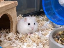 Winter White Dwarf Hamster (friendly & social)
