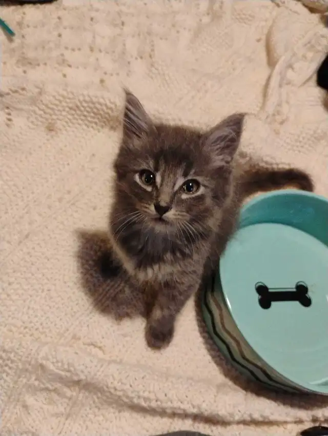 Russian Blue/Bengal Kittens $200