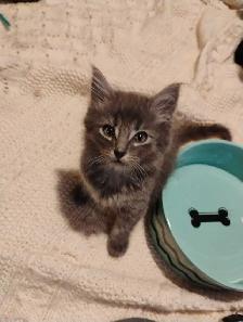 Russian Blue/Bengal Kittens $200
