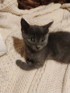 Russian Blue/Bengal Kittens $200 - Photo 2
