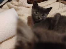 Russian Blue/Bengal Kittens $200 - Photo 3