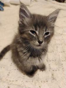 Russian Blue/Bengal Kittens $200 - Photo 4