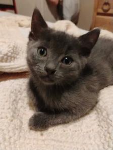 Russian Blue/Bengal Kittens $200 - Photo 5