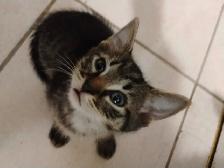 Russian Blue/Bengal Kittens $200 - Photo 6