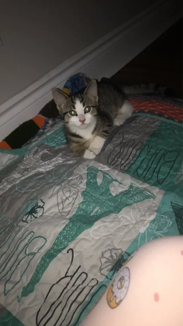 Lovable 2 month old female kitten