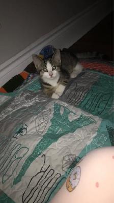 Lovable 2 month old female kitten