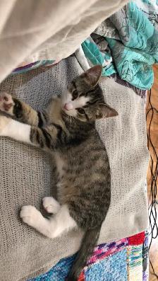Lovable 2 month old female kitten - Photo 2