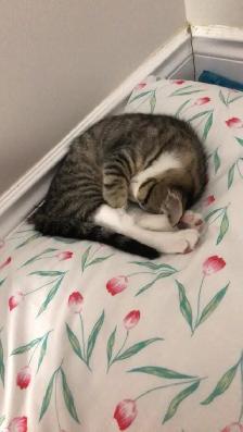 Lovable 2 month old female kitten - Photo 3