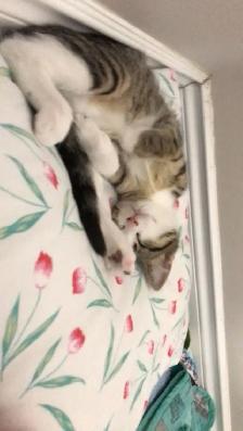 Lovable 2 month old female kitten - Photo 4