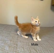 Maine Coon Kittens - Photo 3