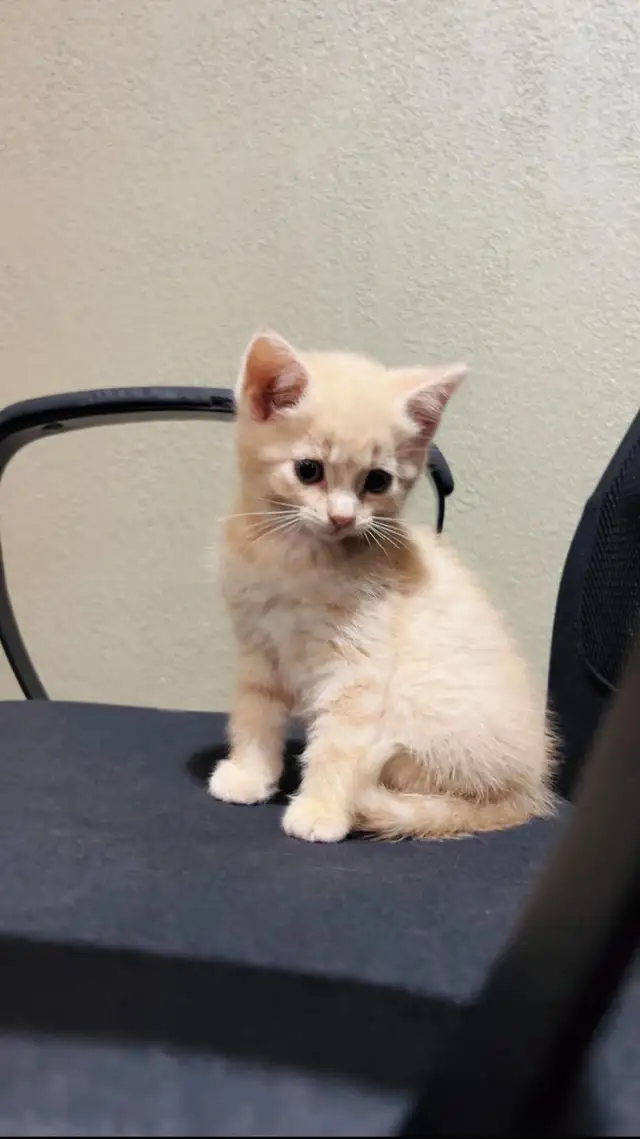 beautiful baby for sale