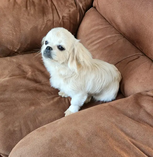 Rehoming beautiful Male Puppy