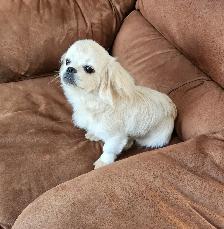 Rehoming beautiful Male Puppy