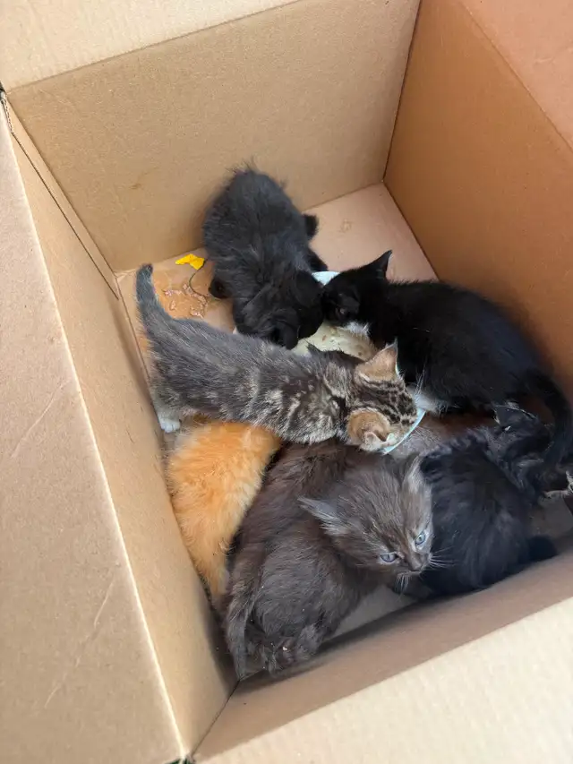 Barn, cats, and kittens to give away