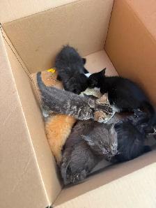 Barn, cats, and kittens to give away